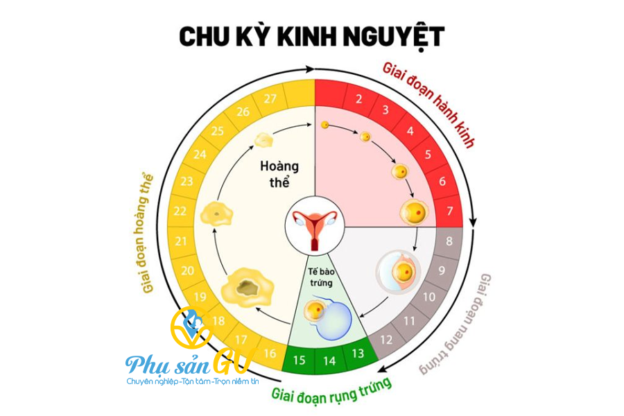 Bị tắc vòi trứng chi em có kinh nguyệt không? Trứng có rụng trong chu kỳ không?